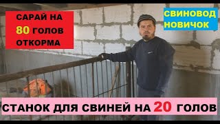 Сарай на 80 голов свиней. Станок для откорма 20 голов свиней. Навозоудаление в сарае. Свиноводство.