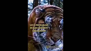 story wa macan putih dan macan loreng keren!
