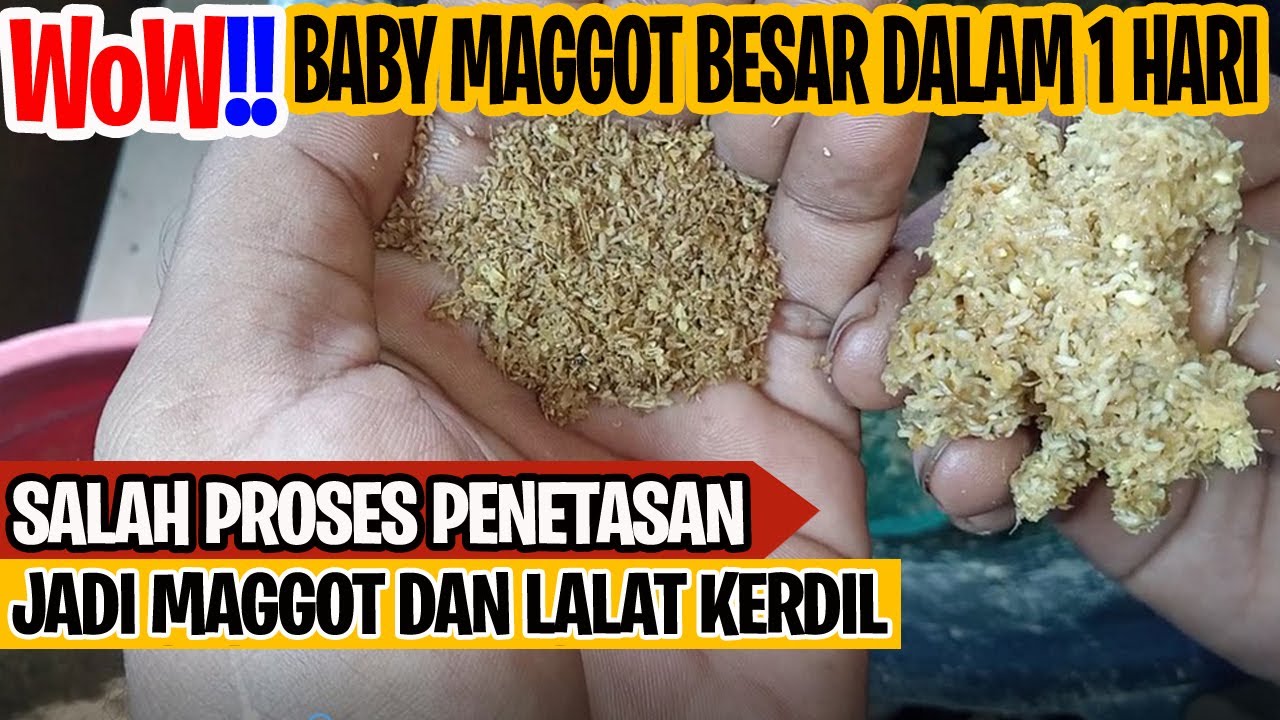Cara Merawat Baby Maggot Cepat Besar Dengan Media Penetasan Telur BSF ...