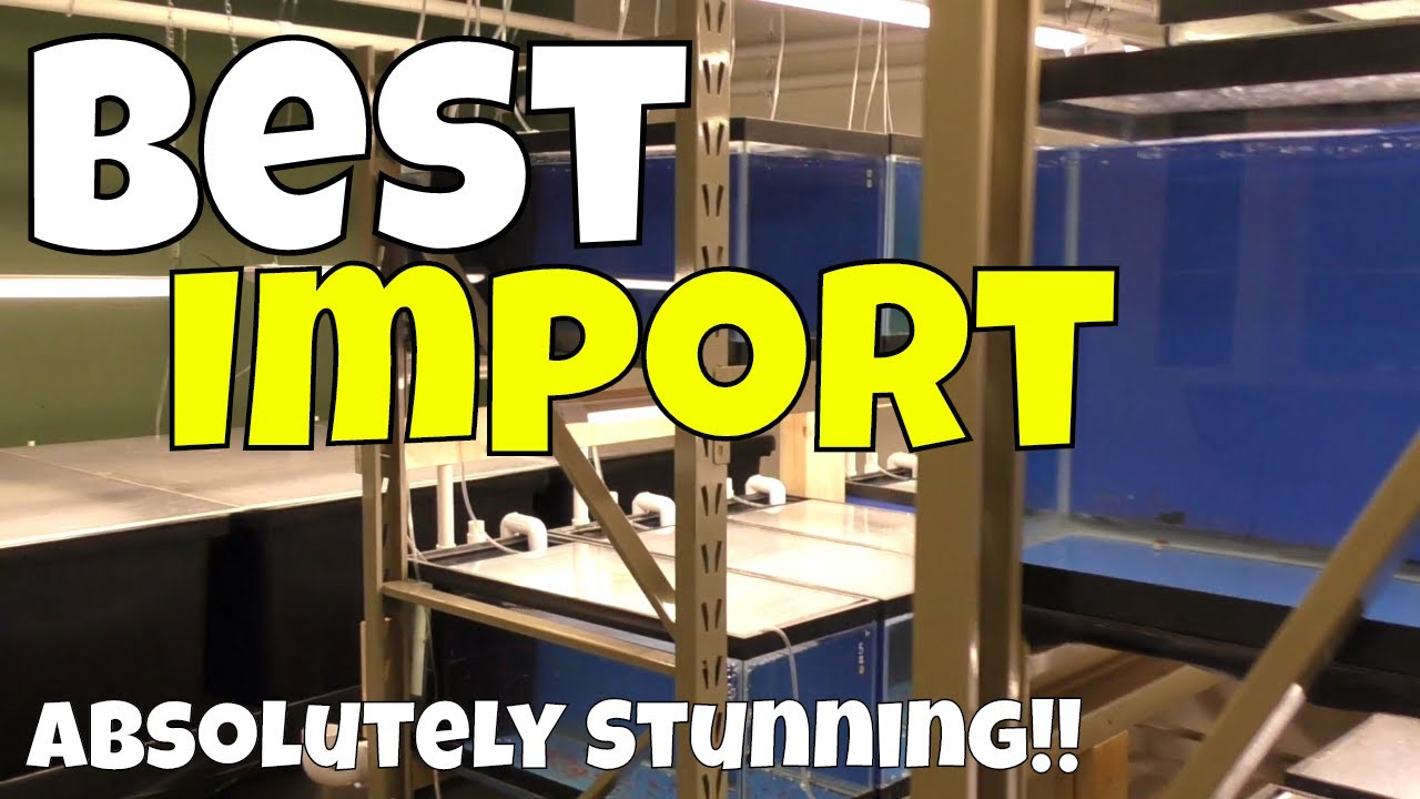 dwarf shrimp compatibility chart Wait until You See What We Imported In - They Look Great!! 1200 gallon Tank Update