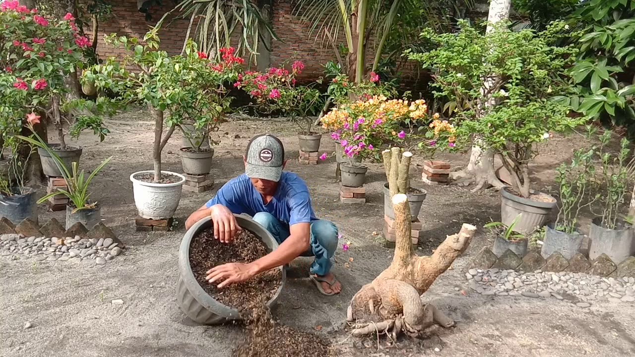 Menanam bougenville dari bahan dongkelan 