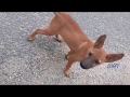 A Man's Best Friend - Dog
