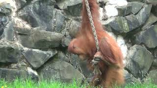 Orangutan mama and baby swing 😍#shorts #animals by Steve's Tips, Tech, and Tackle 683 views 1 year ago 57 seconds