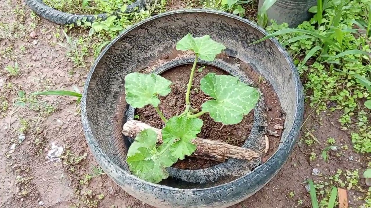 Amores corri da chuva ☂️ beijos😘