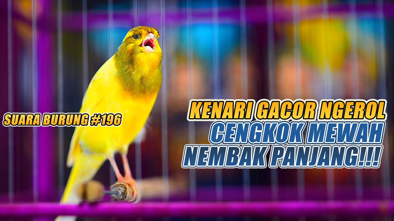 SUARA BURUNG |196| Kenari GACOR PANJANG INI Cocok untuk Masteran KENARI PAUD dan Kenari Macet BUNYI