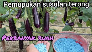 Follow-up fertilization of purple eggplant after fruiting