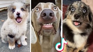 Goodest Doggos that are Guaranteed to Make Your Day Better!