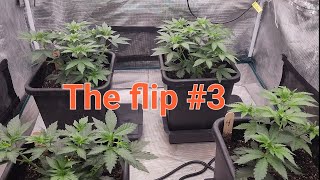 Exotic Genetix falcon heavy. Autopot 3.9 system with Gaia Green. Mars Hydro 3x3 FC-4800.