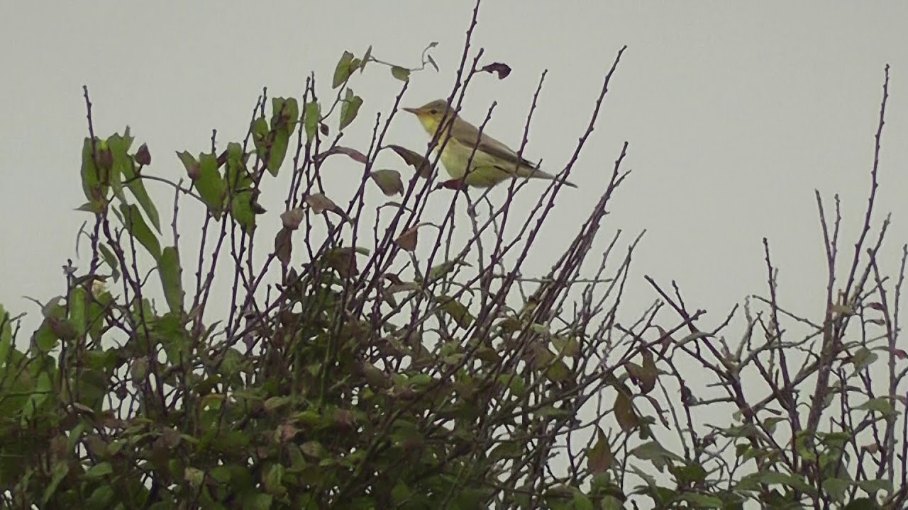 Melodious Warbler. Pumping station Nr Henry's Campsite, The Lizard