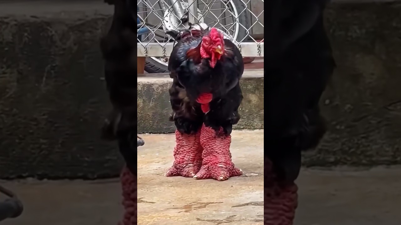 Куры породы Дун Тао: экзотическая птица с удивительными лапами