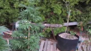 SUNRISE LATITUDE 33 LATE FALL THE BIGKUSH SEVEN LEAF GENETCS GARDEN  LAT 33 COASTAL CALIFORNIA