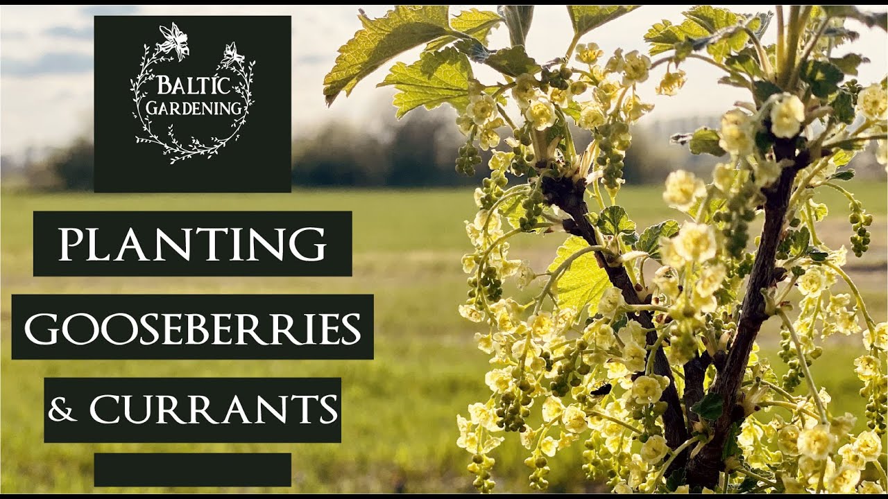 Planting gooseberries and currants. Fruit shrubs. Vegetable garden. Baltic Gardening