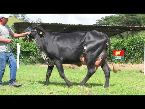 LOTE 11 • LEILÃO GIROLANDO VILAREJO • DIA 22 DE MARÇO 14HS REMATEWEB • 0535CV