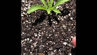 Gelato 41 update