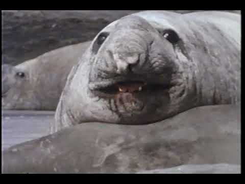 PBS Nature Documentary - The Wild Shores of Patagonia (1989)