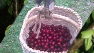 vila bana zvala pirko vrana