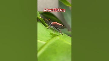 A beautiful tree bug #wildlife #trendingshorts #youtubeshorts