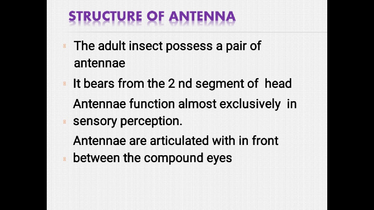 Insect Antenna and legs YouTube