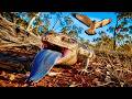 FALSE TARGET | How Australian Animals Trick Death Into Missing