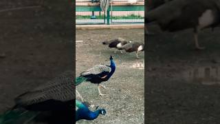 🦚 Beautiful Peacock Walking in Nature | Amazing Bird Video #shorts #peacock #nature 🥰❤️