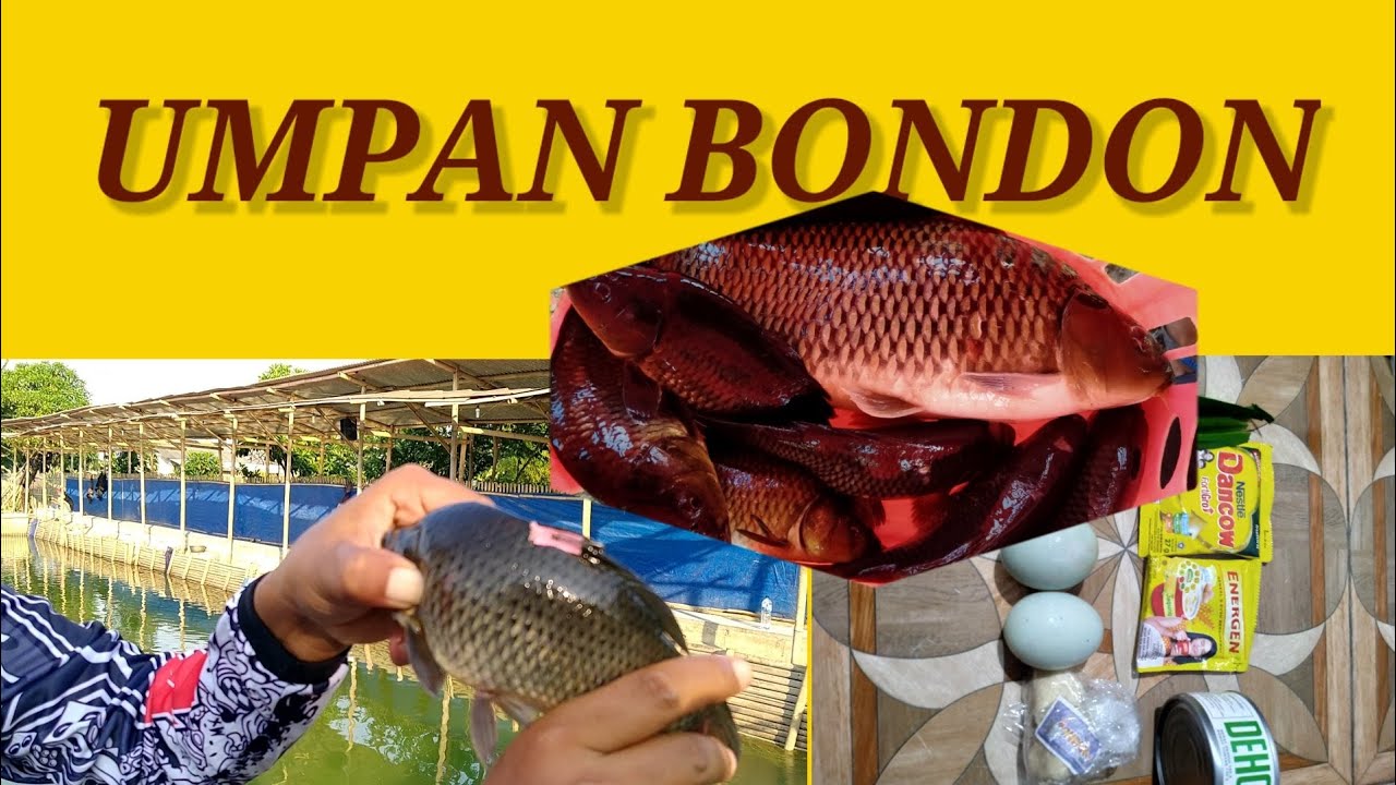 #MANCINGMAS#UMPANNETER#JITU. UMPAN IKAN MAS || KUKUS