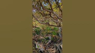JUNIPERUS SABINA NATURAL BONSAI
