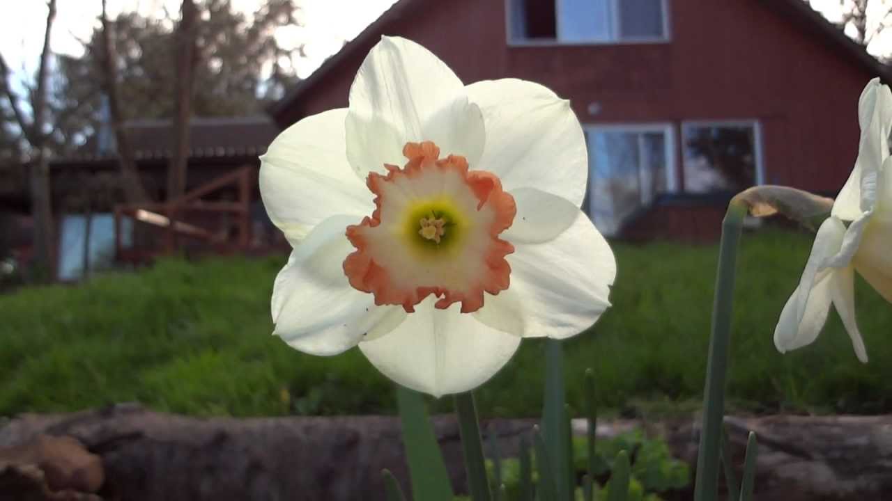 (EARTH DAY)Environment Song