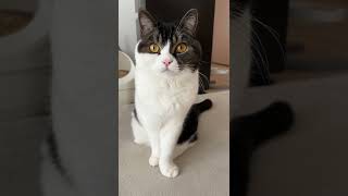 猫をずっと見つめ続けた結果…#shorts