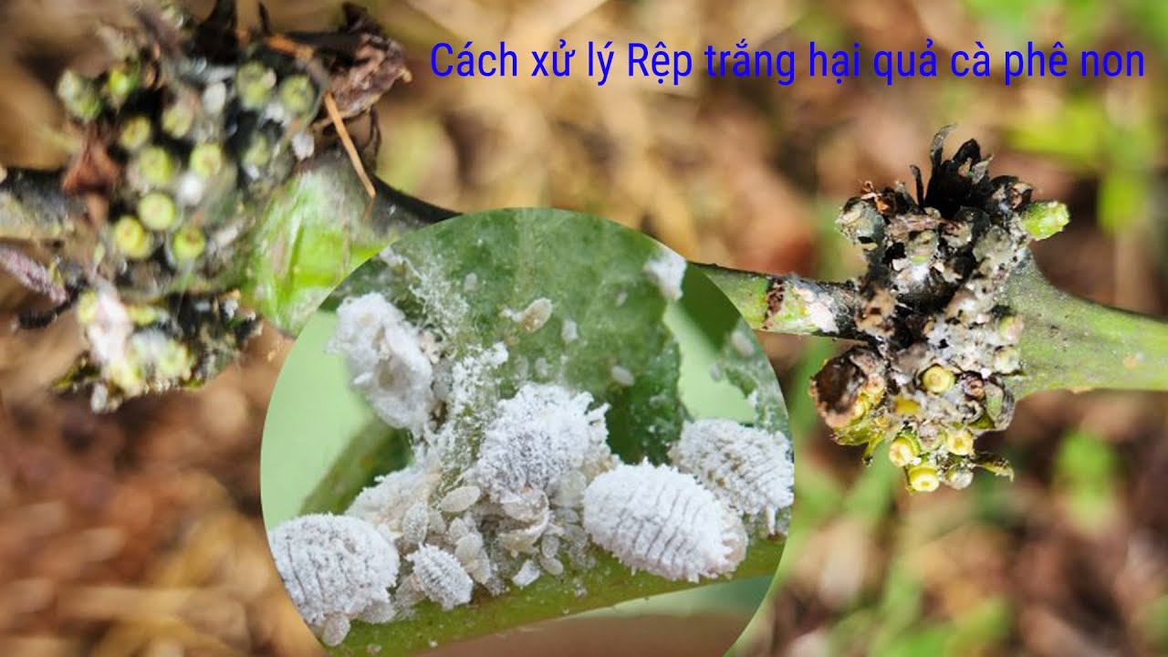 Xử lý rệp hại quả cà phê non - Bằng phương pháp hữu cơ như thế nào ...