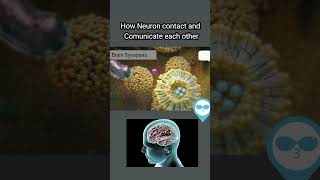 How Brain Synapses Connect Communicate Neural Pathways Explained Animation