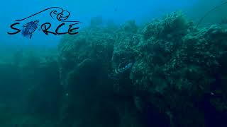 Clown Trigger Fish