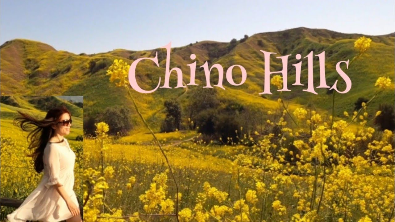 Chino Hills State Park, California / Hoa Vàng Trên Cỏ Xanh ở Cali / Kim