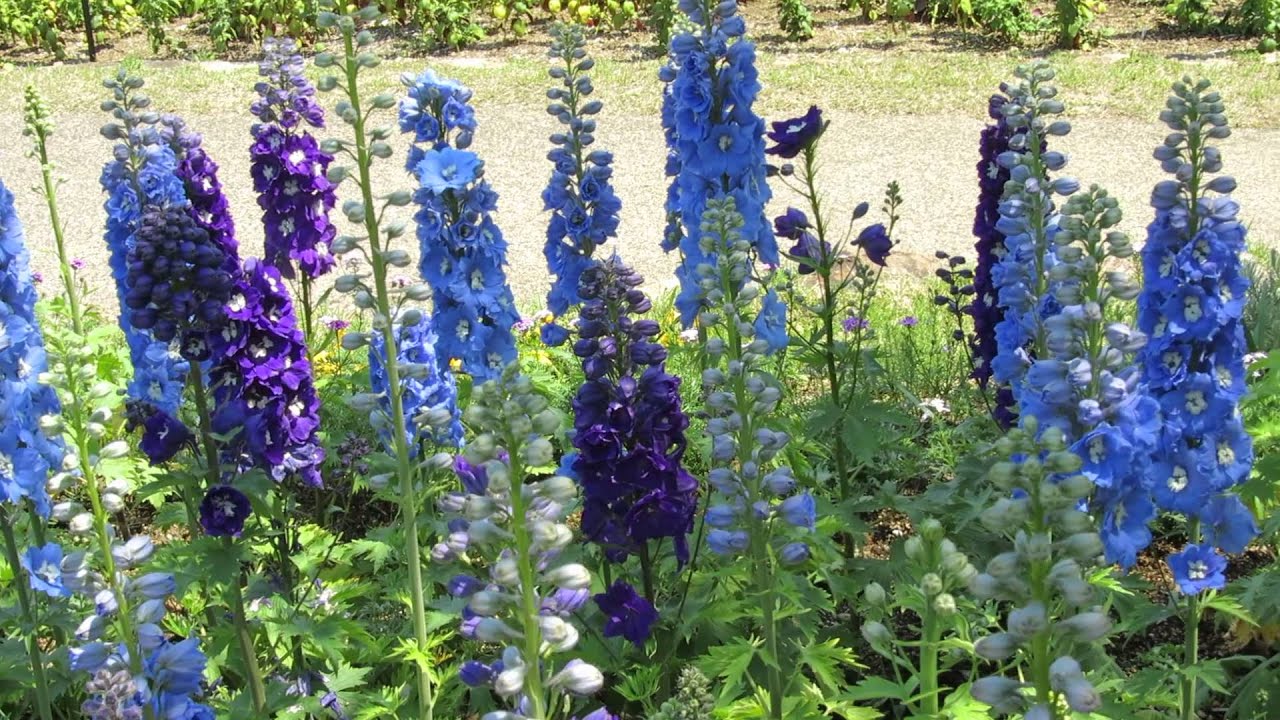 デルフィニウム Youtube