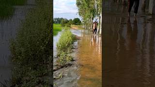 Heavy rain The rice fields are flooded