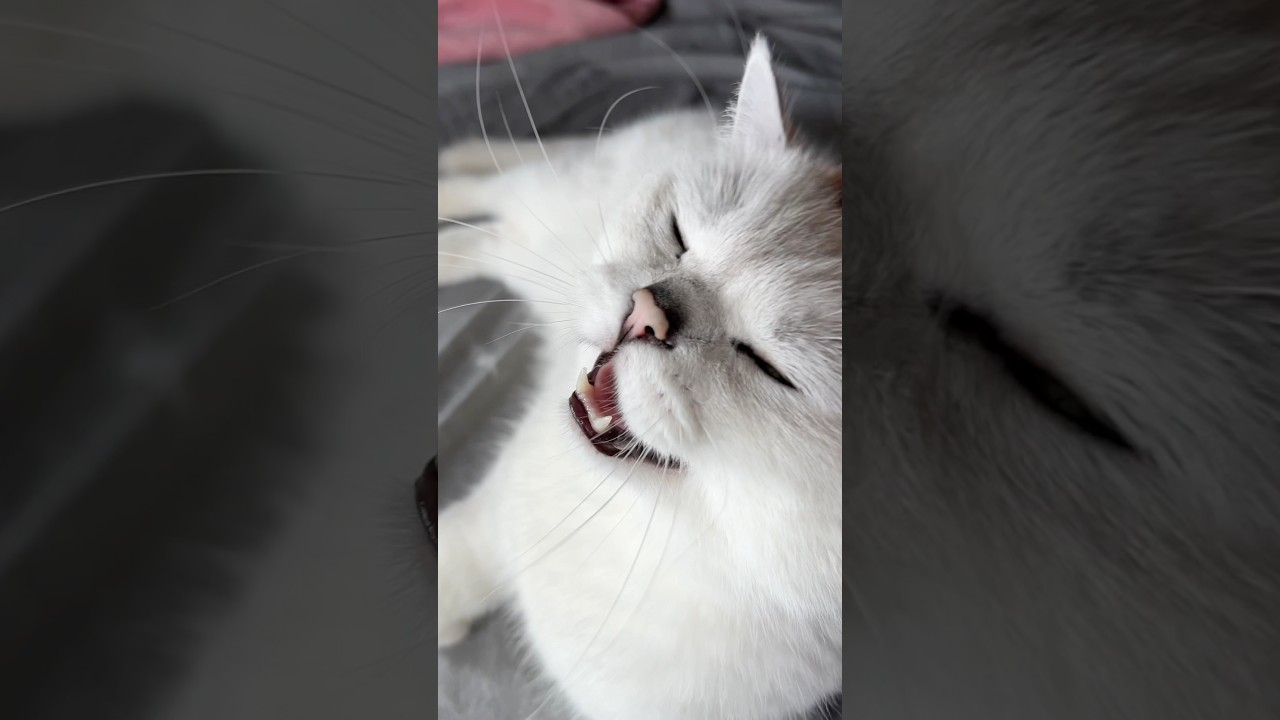 Talkin' Tabby: When Your Cat Becomes Your Co-Host! 