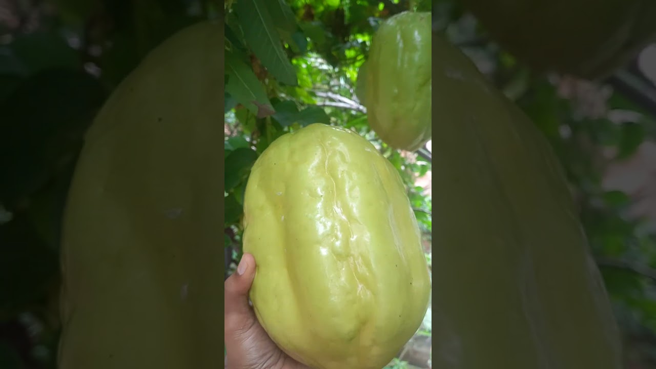 The Caribbean has a wide variety of exotic fruits. Do you know this one? Comment below🍐