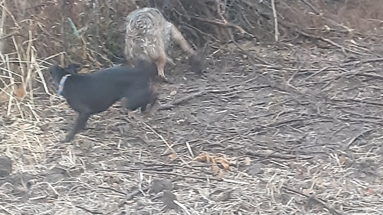 Coyote gland removal