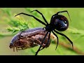 Beetle stuck and was eaten by Spider