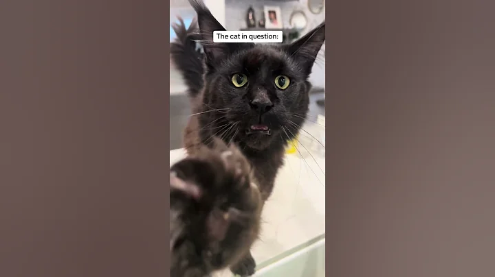 Video 8207601: coon mainecoon, mainecoon cutecat meow, meow maine coon, meows cutecat catmeowing