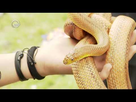 პრაიმშოუ გველების გამოფენაზე