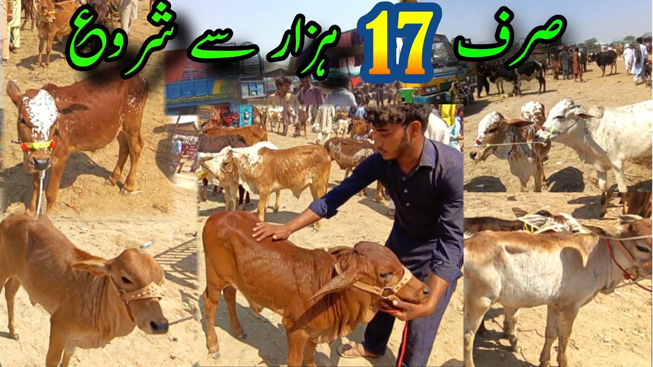 Beautiful Size Zero Cheap Calves Just Got Even Cheaper In Luddan Cattle Market / Luddan Mandi.PK