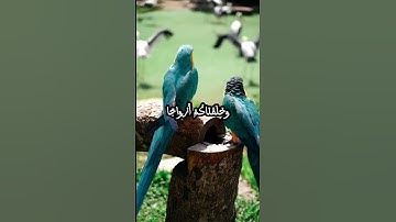 تلاوة خاشعة للشيخ عبد الباسط عبد الصمد - ألم نجعل الأرض مهادا - سورة النبأ