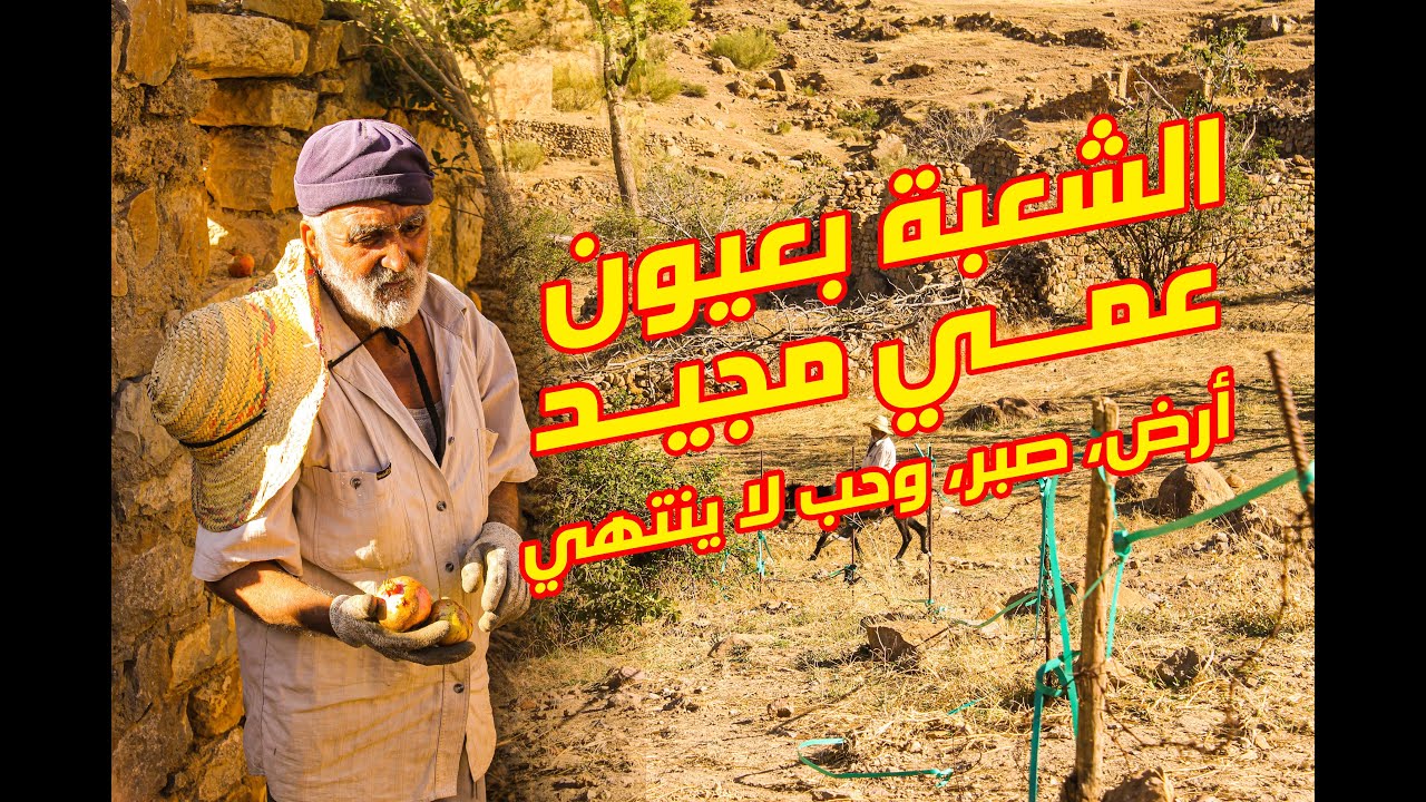 الشعبة بعيون عمي مجيد: أرض، صبر، وحب لا ينتهي