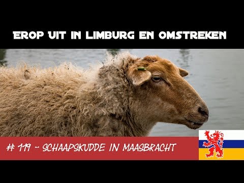 #119 - Erop Uit! - Schaapskudde Maasgouw Beegderheide in Maasbracht