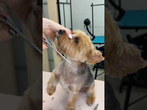 He was already cute… but look at him now 🥹 #ad #oneisall #doggrooming #yorkie