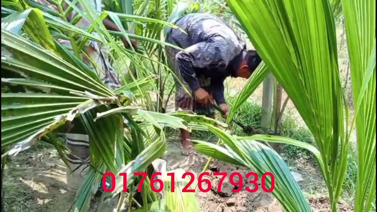 কেরোলা/ বার্মা / ভিয়েতনামি /মালয়েশিয়ান /দেশি নারকেল চারা নিতে 01761267930