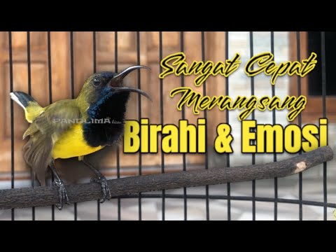 CUITAN HANDAL SOGON BETINA GACOR MEMANGGIL JANTAN, BIKIN EMOSI SOGON TROTOL GACOR DOR LANGSUNG