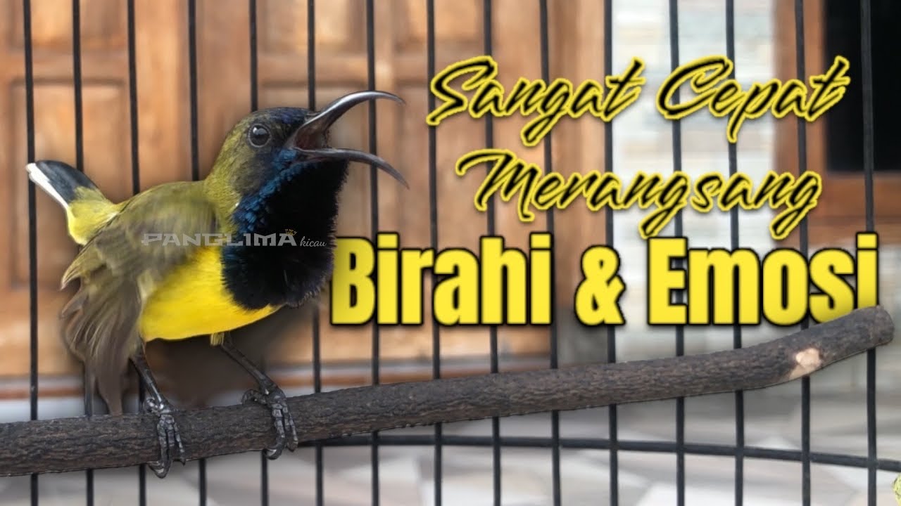 Tercepat! Auto Merangsang Birahi & Emosi Gacor Seketika #pancingansogon #sogongacor