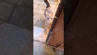 passione gatto #perte