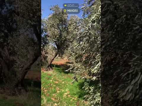 زيتون لبنان و نشيد الاندلس 